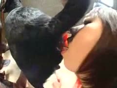 Asian babe having dog oral sex in the living room